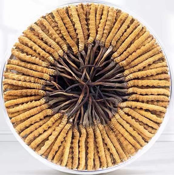 叶城冬虫夏草回收